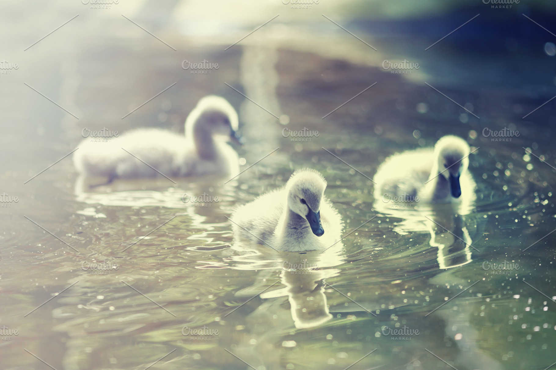Swan Lake
