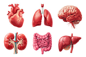 Organs cartoon set. Heart lungs, a Healthcare Illustration by Stock-Smart-Start