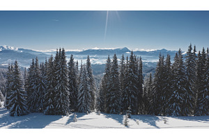 Sun shining over snowy pine forest, a Nature Photo by Goinyk