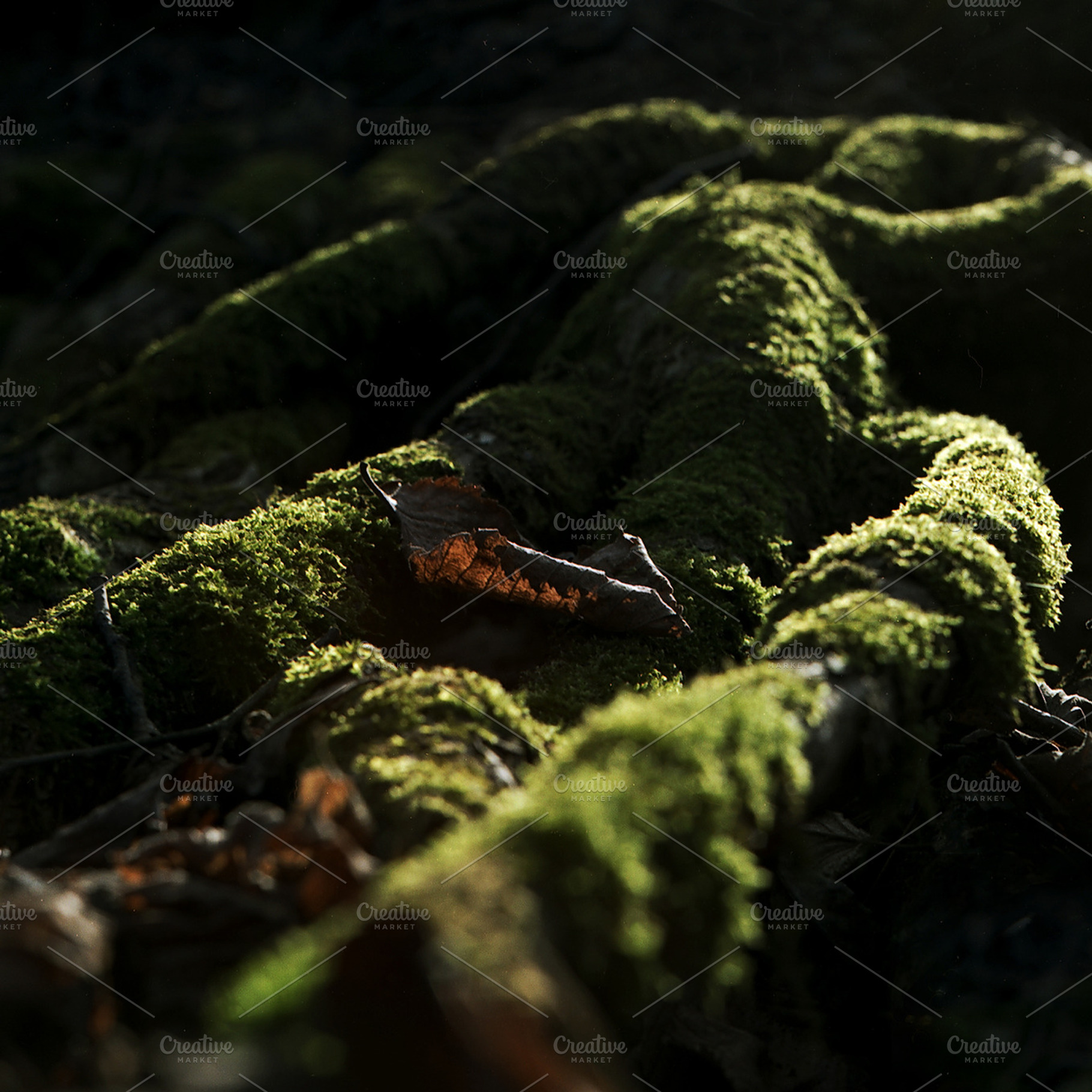 World Of Moss