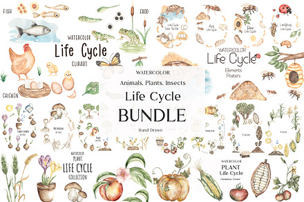 Watercolor Life Cycle Bundle