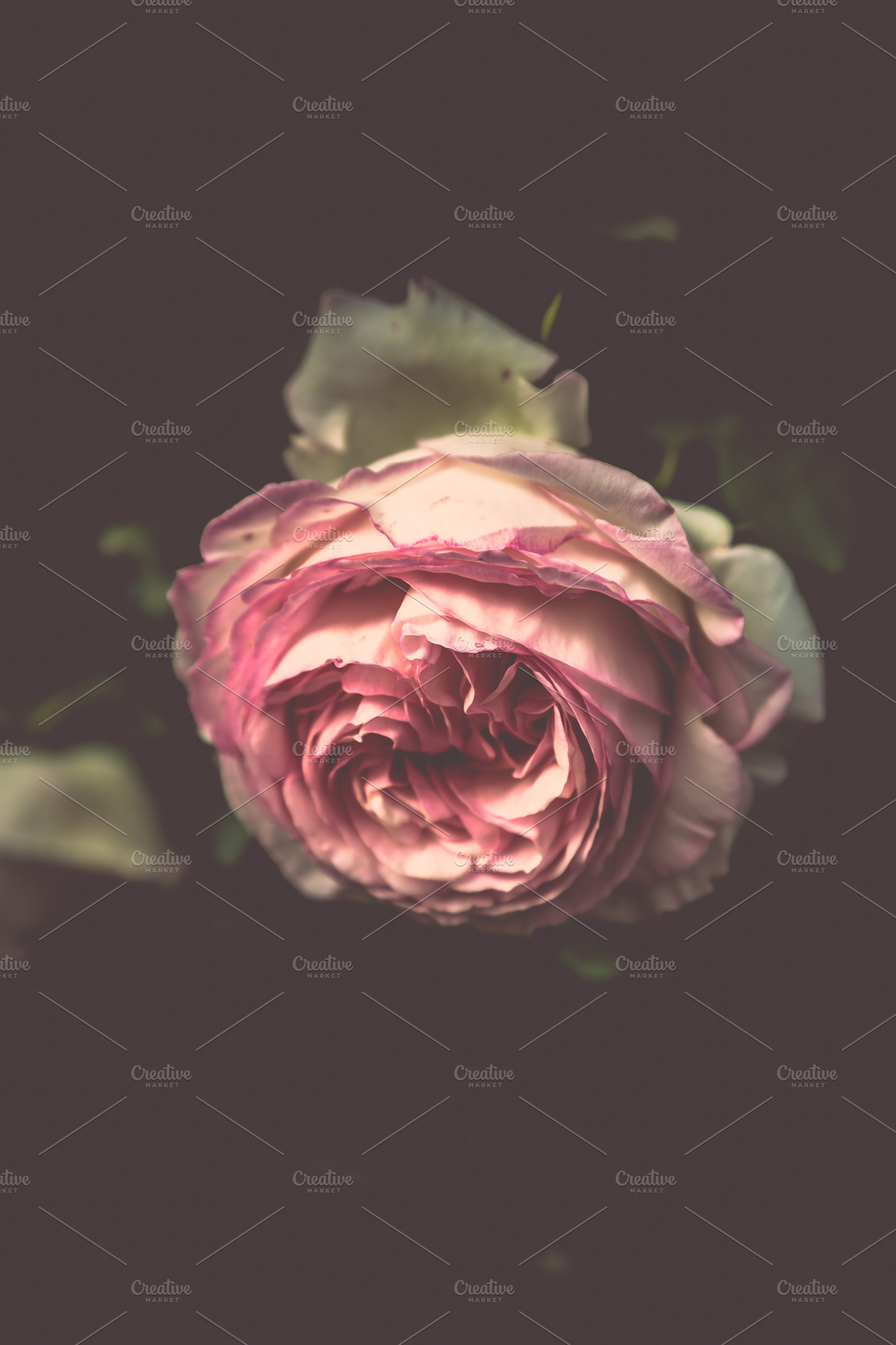 Iseeyouphoto simplyroses 7 featuring rose, soft, and floral