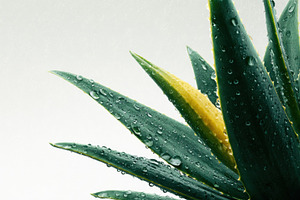Lush green plant with water droplets, a Photo by Beautiful things