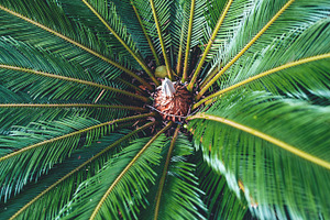 Large jungle plant stock photo containing jungle and plant