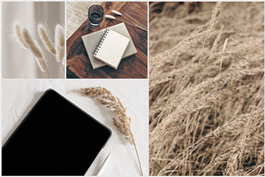 Lagurus Photos & Mockups Bundle