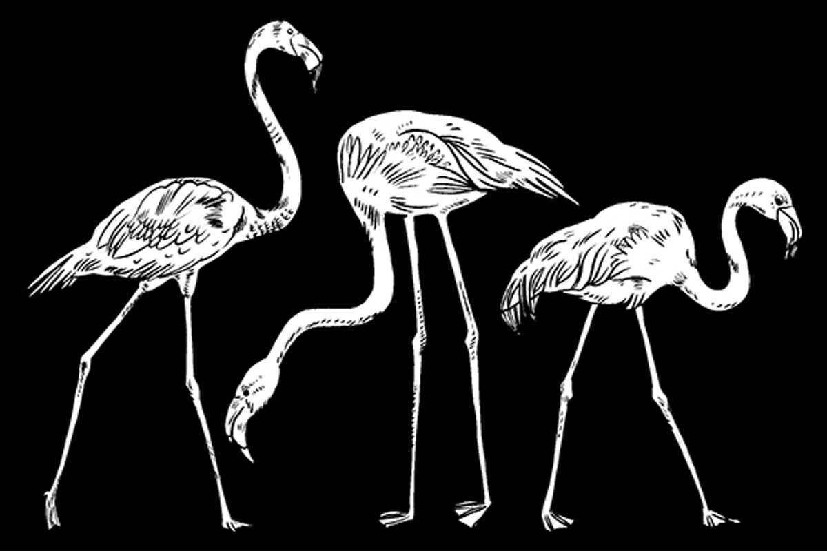 FLAMINGO, an Illustration by Tanya Akhmett (Photo 8 of 11)