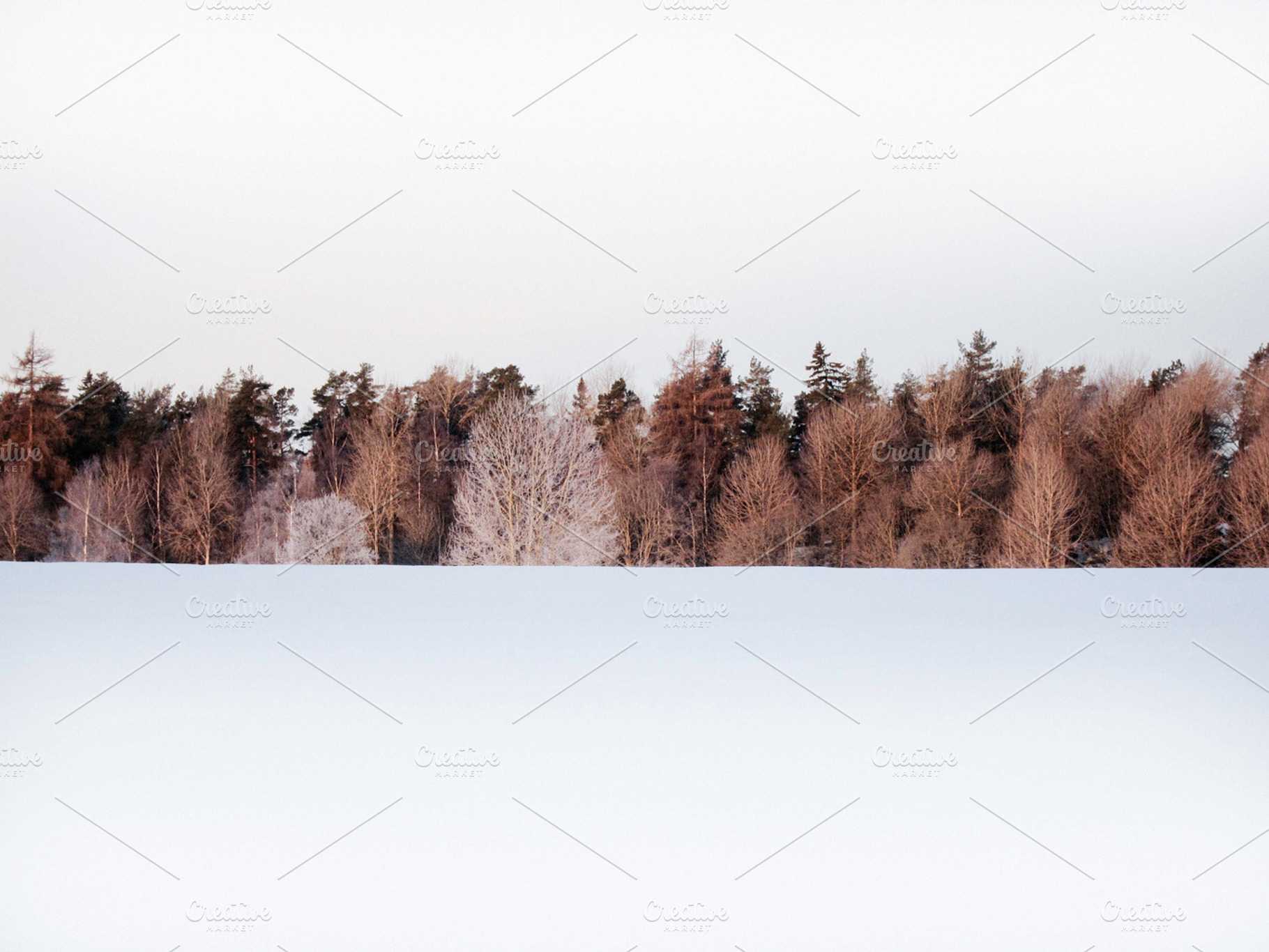 Treeline Stock Photo Containing Winter And White