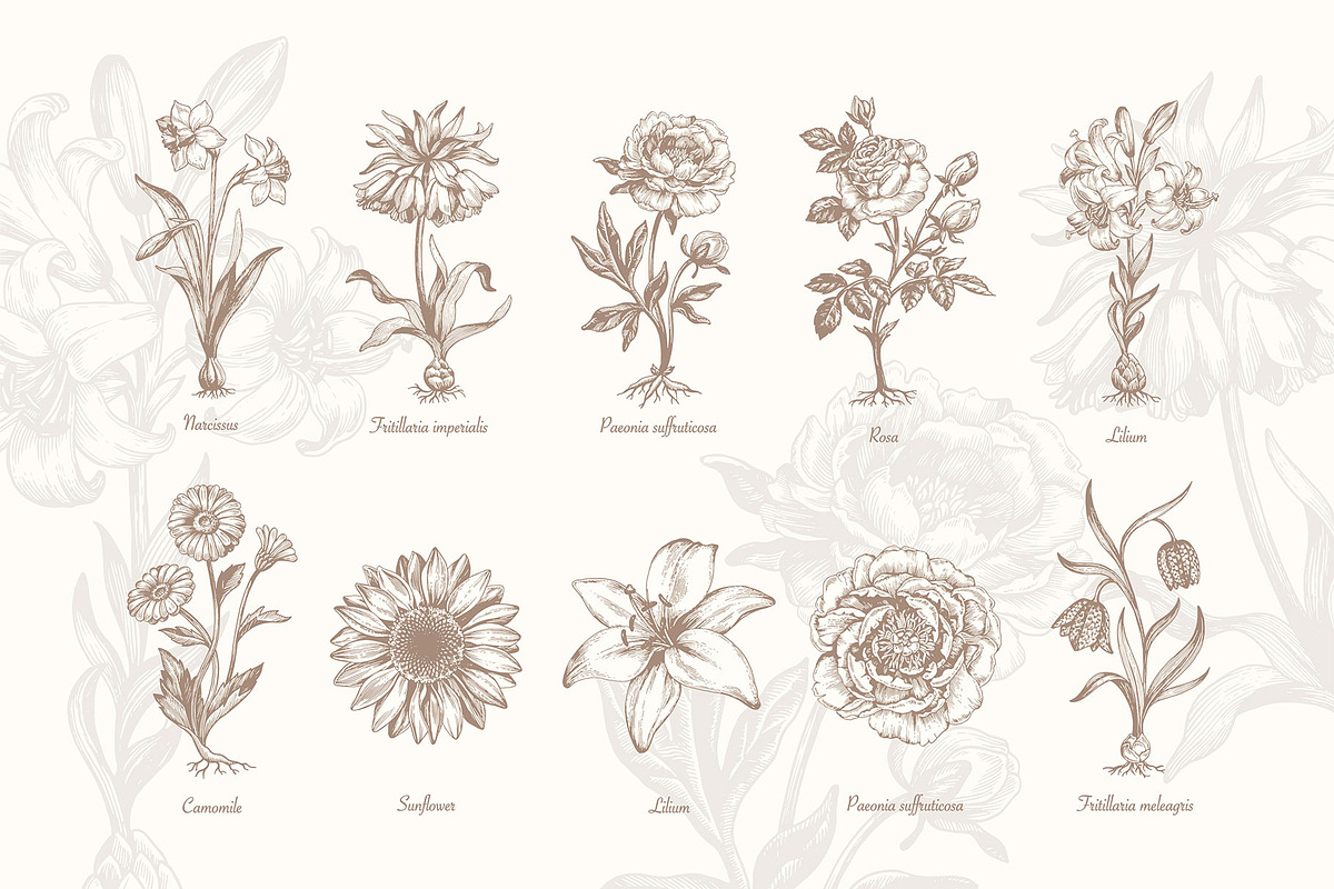 27 Vintage Botanical Illustrations, an Illustration by Anna Smirnova (Photo 3 of 12)