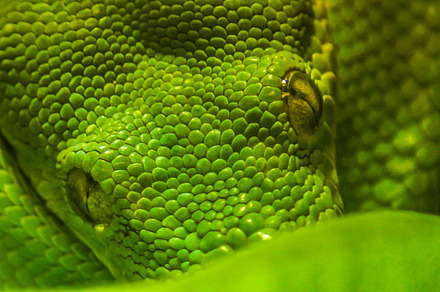 Snake Eyes