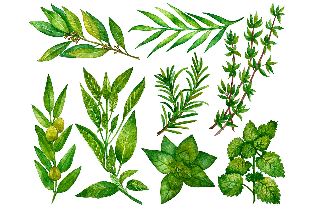Watercolor everyday green herbs set, a Food Illustration by Fresh art by Larysa (Photo 2 of 7)