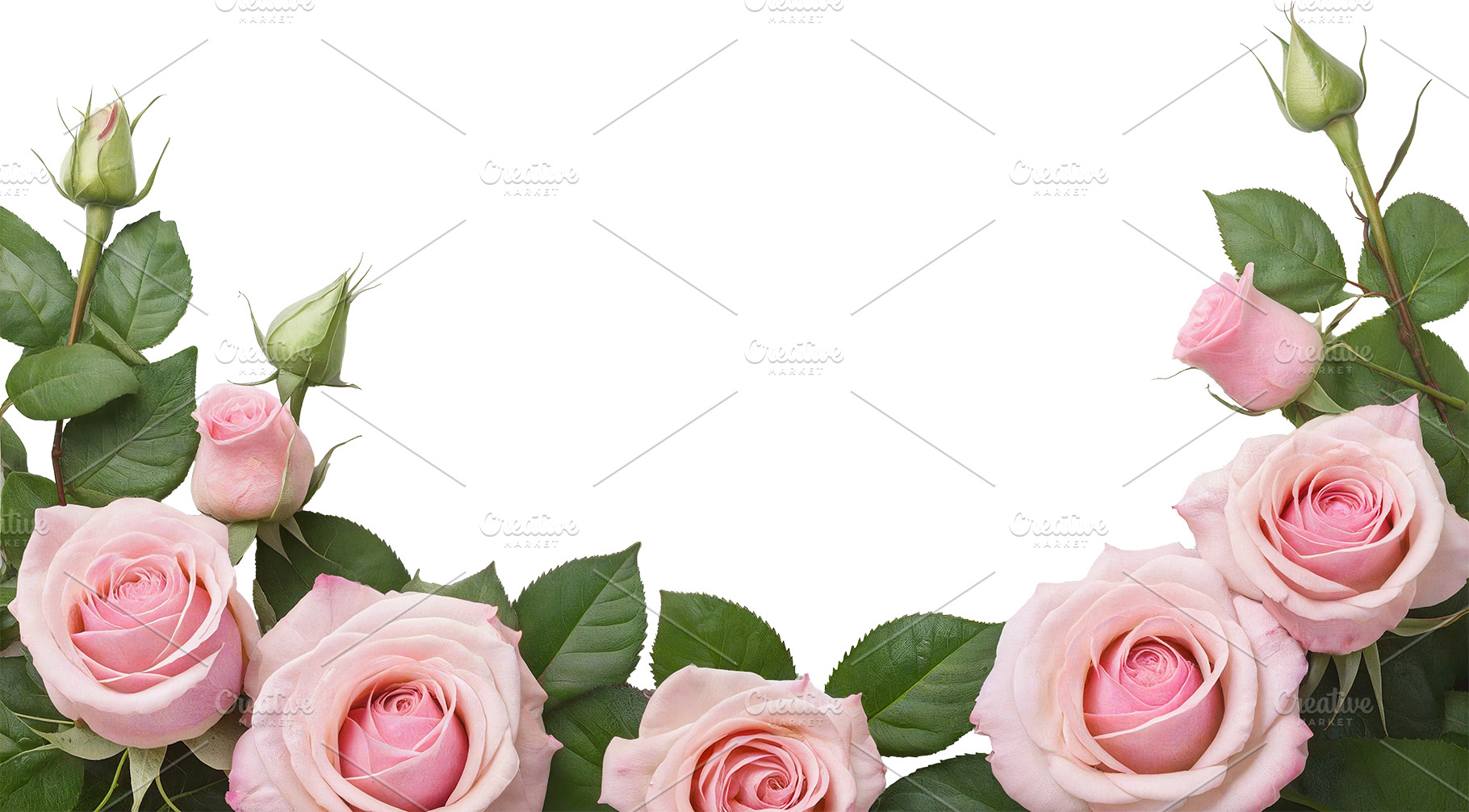 rose flowers transparent background, a Nature Photo by itakdalee