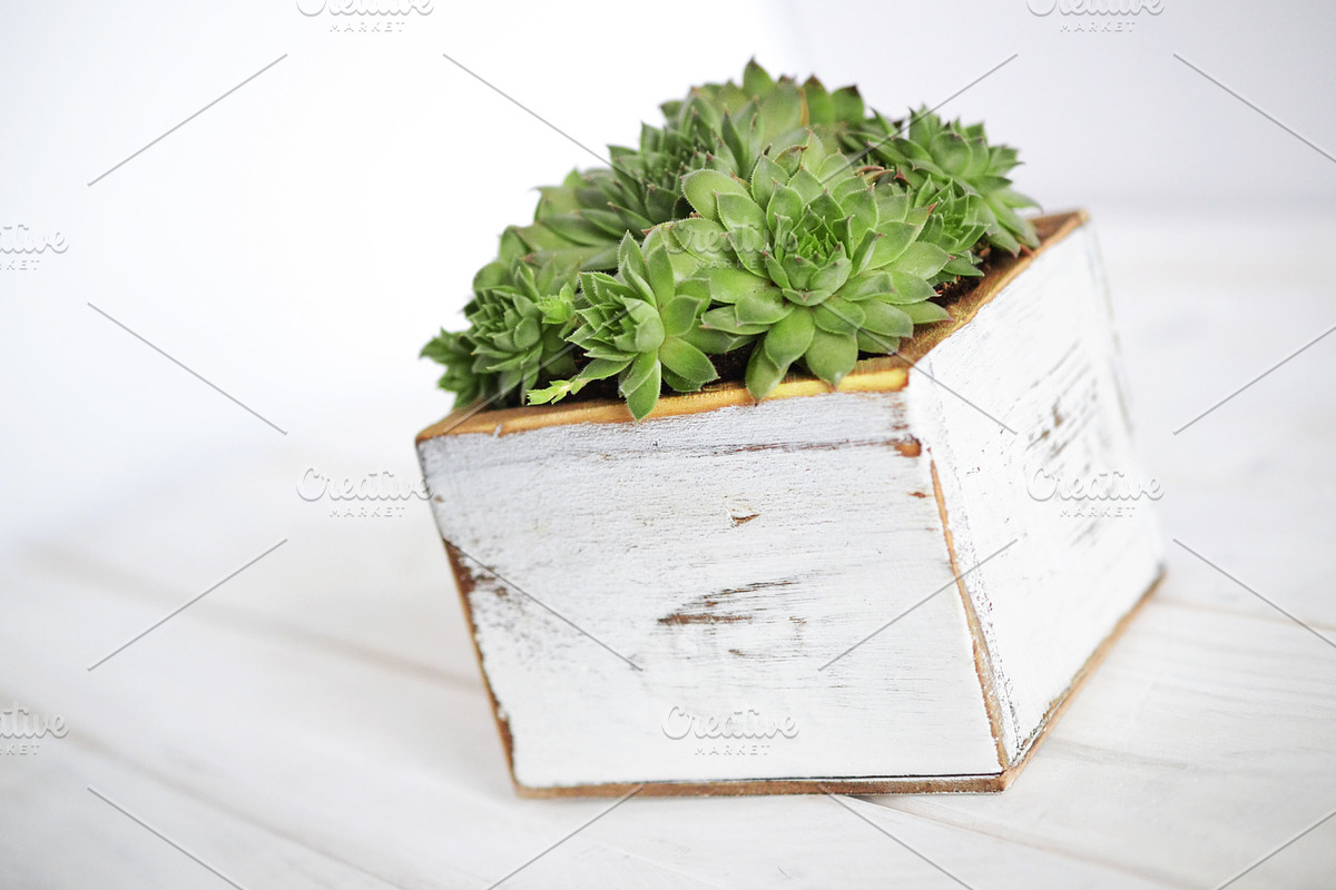 Succulent Planter Stock Photos, an Abstract Photo by Greenleaf Images (Photo 5 of 6)
