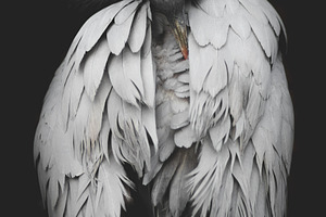 Minimalist Grey Feathers Portrait, an Animal Photo by René Jordaan Photography