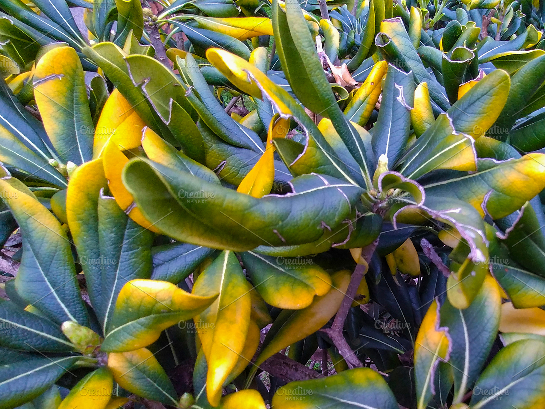Tropical foliage close-up from top view, a Nature Photo by DanFLCreativo