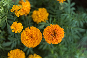 60 Flowers V2, a Background Graphic by Zoomin Istanbul (Thumbnail 6 of 13)