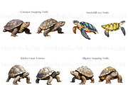 Turtle Illustration Clipart, Turtles, an Animal Illustration by BrushstrokeArtGB (Thumbnail 3 of 9)