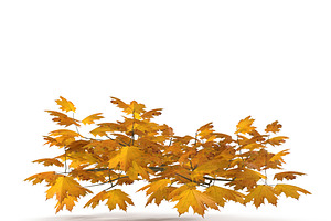 Maple Branch Yellow V3