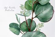 Watercolor eucalyptus leaves clipart, an Illustration by yana.fefelova (Thumbnail 4 of 5)