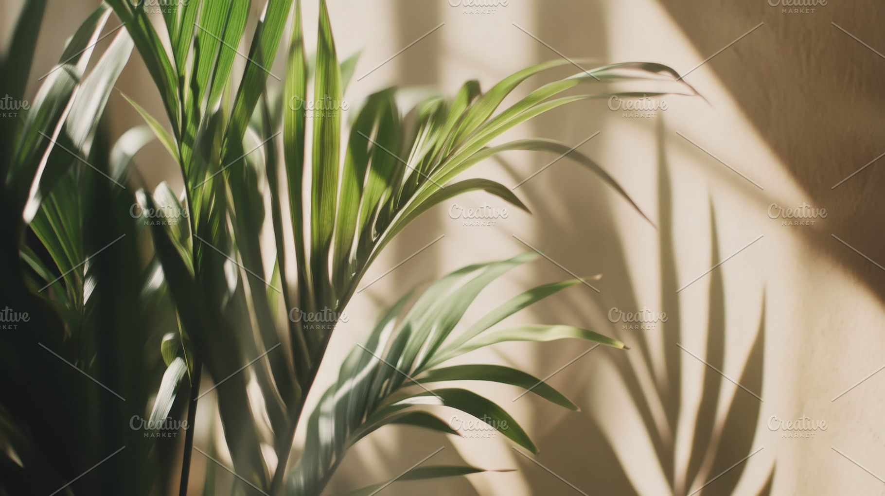 Sunlit palm leaves creating beautifu, a Photo by Dvoevnore photos