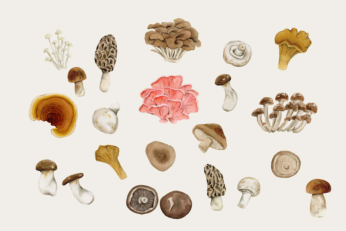 Watercolor Mushroom Graphics, an Illustration by Lavender And Sea (Photo 2 of 2)
