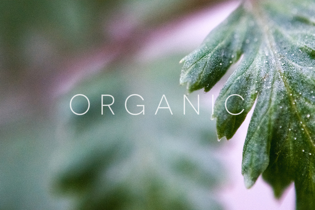 Organic | 20 Botanical Photos, a Nature Photo by Melanie Helena (Photo 15 of 20)