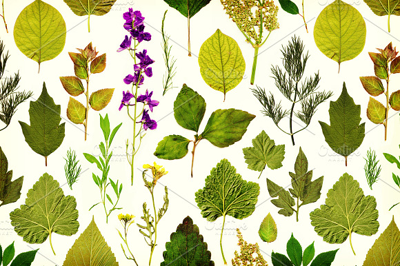 Vintage herbarium seamless pattern preview 4