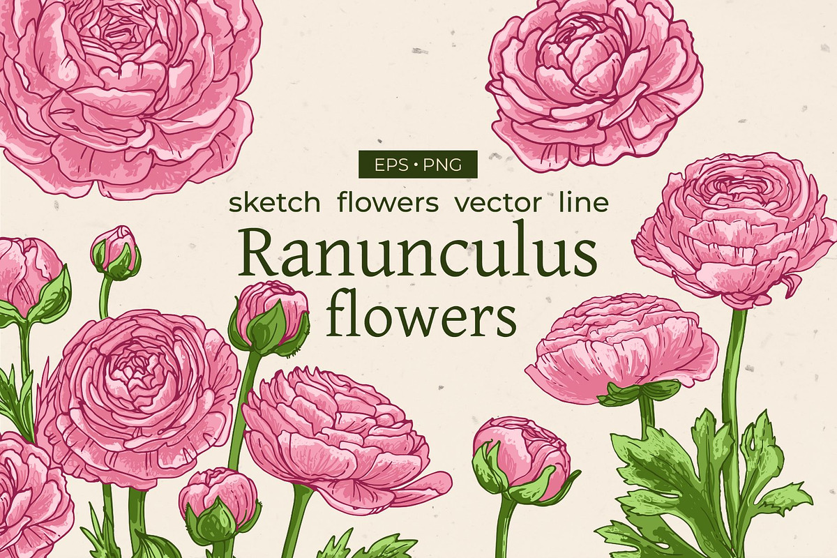 Ranunculus flowers. Buttercup Vector, a Decorative Illustration by irina.vaneeva (Photo 1 of 4)