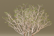The Red Coral Tree, a Plants & Tree 3D Model by FuturePastCreatives (Thumbnail 1 of 8)