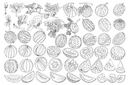 Hand drawn Watermelon, a Food Illustration by Elena Mykhailenko (Thumbnail 2 of 4)