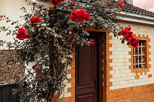 Red roses at house entrance, an Architecture Photo by SkyNext