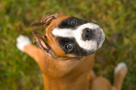 Little puppy of boxer breed dog on a, an Animal Photo by oleghz