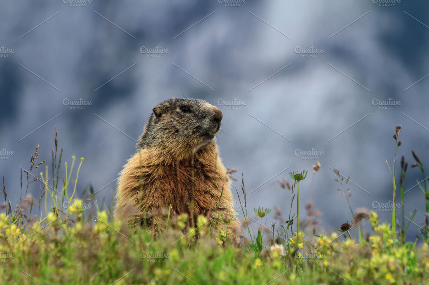 Young marmot on alpine meadow stock photo containing marmot and wildlife, an Animal Photo by Antonio-S