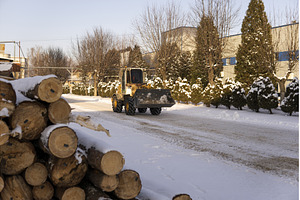 Timber logs piled with snow at a