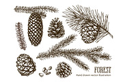 Vector fir branches, a Decorative Illustration by natadanko (Thumbnail 2 of 4)
