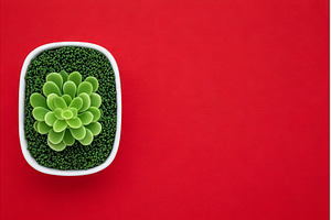 microgreen mustard or radish herb, a Food & Drink Photo by ZinetroN