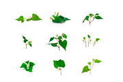 Houttuynia. PhotoSet, an Object Graphic by Pullia (Thumbnail 2 of 5)