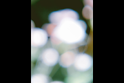 Dreamy, Ethereal Flower Photo Bundle, a Nature Photo by AmandaFagan (Thumbnail 3 of 13)
