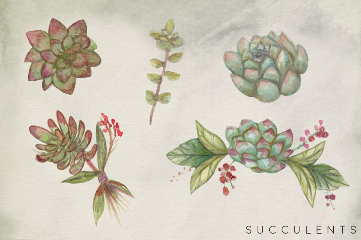 Succulent Blooms Watercolor Images, a Texture Illustration by Fire Spark Studio (Photo 2 of 9)