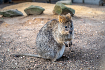 Quokka standing on the ground in Kangaroo Island, Australia, an Animal Photo by GoodGoods