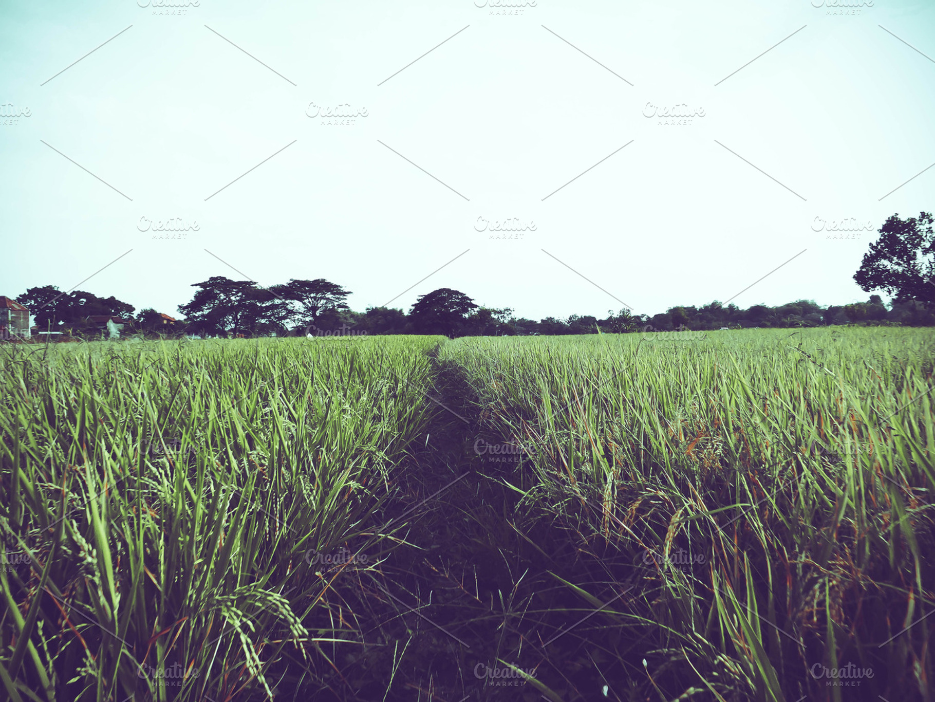 Path Of The Rice Field, a Nature Photo by alyaphotoworks