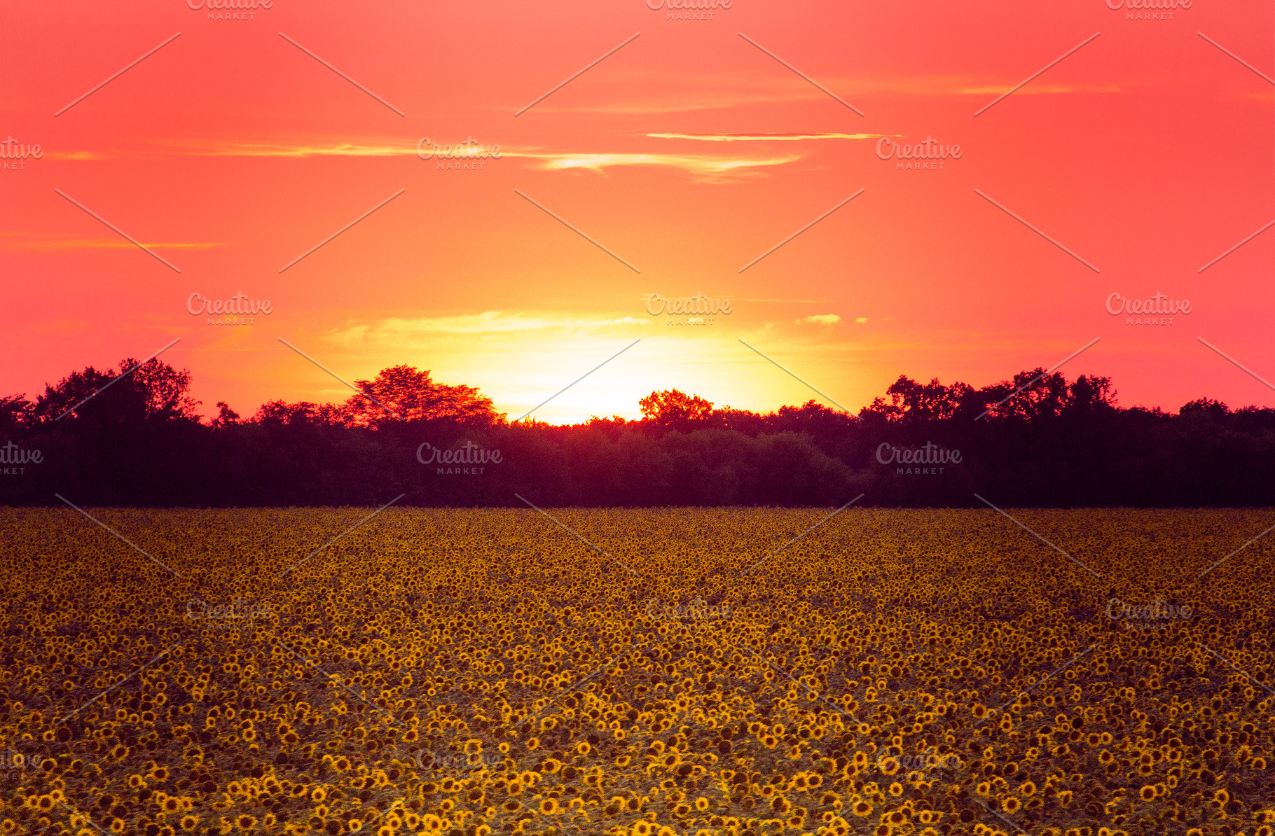 field of sunflowers at sunset, a Nature Photo by Eni_fly