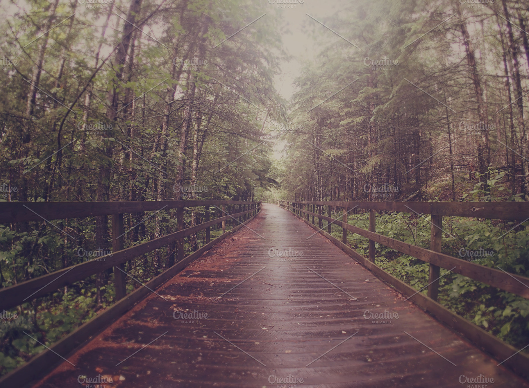 Wooded Nature Trail Featuring Woods Trees And Pines