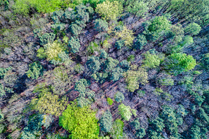 Aerial view of trees in the Palatinate Forest. Rhineland-Palatinate, Germany, a Nature Photo by Leonid Andronov