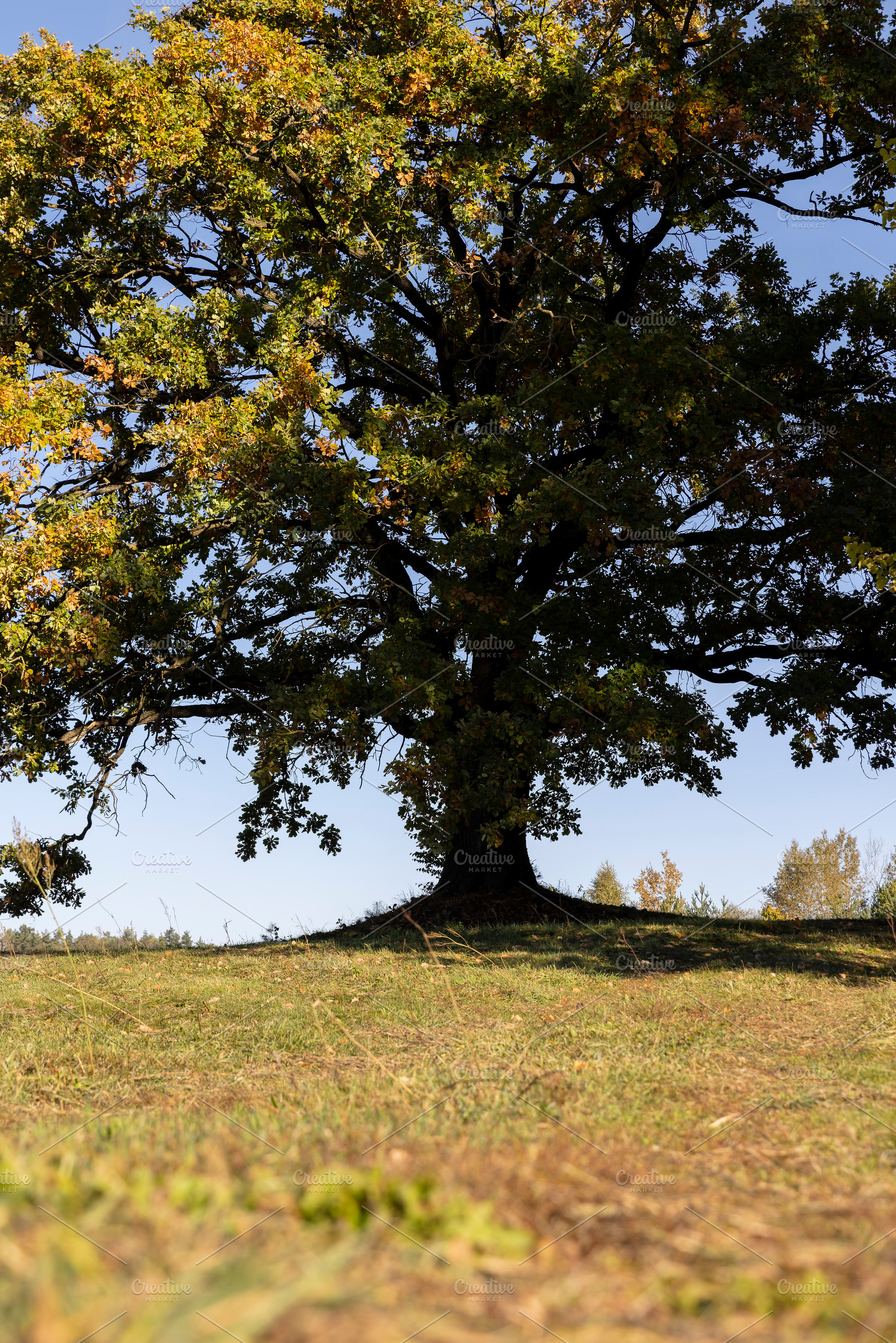 the yellowing foliage of an oak tree growing in a field, a Photo by rsoollAI