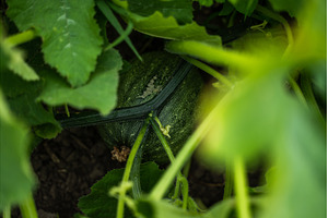 Young green pumpkin growing in an, a Nature Photo by volodymyrshtun13795