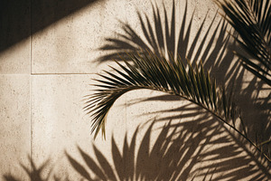 Palm Fronds Casting Shadows on Wall, a Nature Photo by Virgo Studio