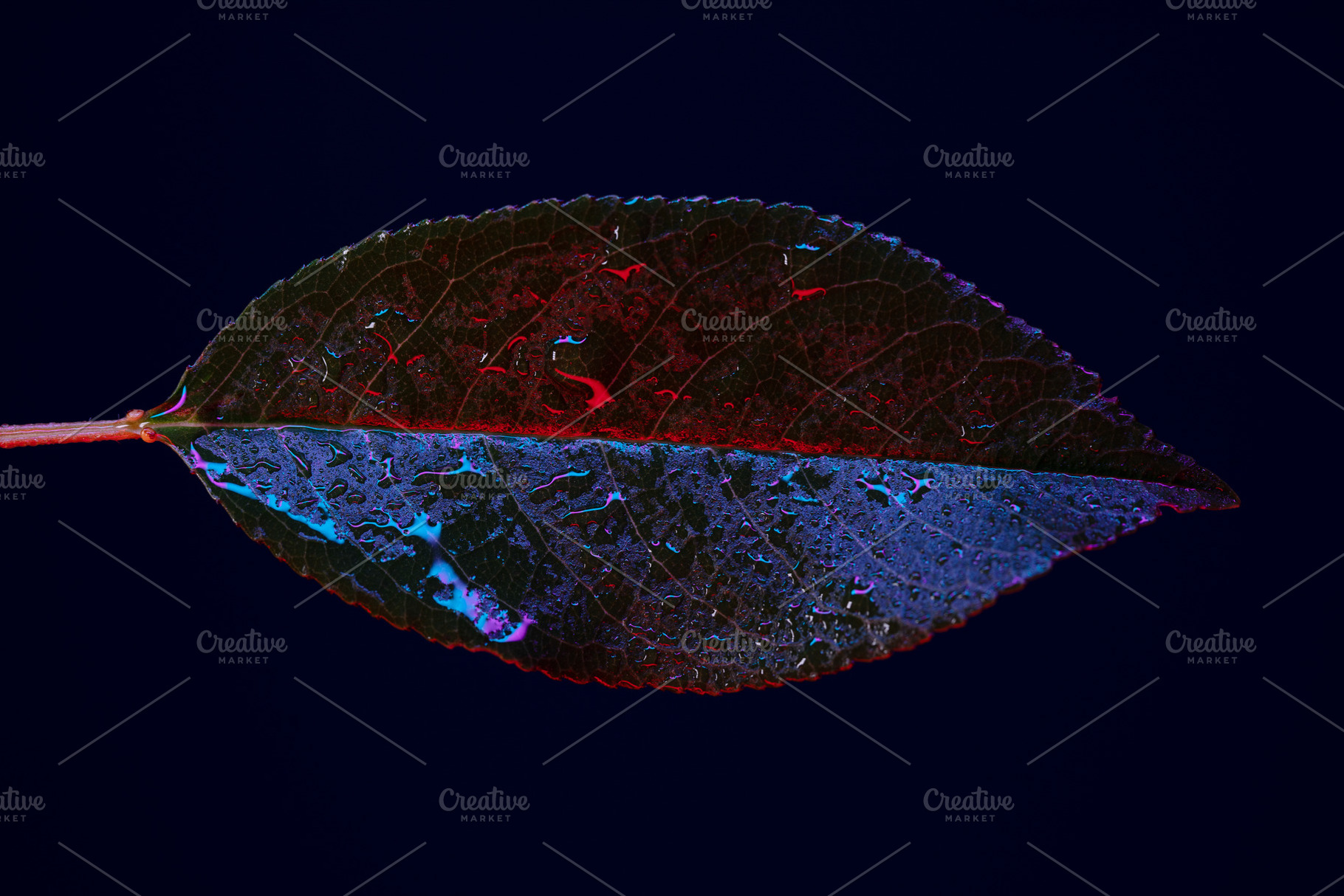 Close-up of a wet leaf illuminated by red and blue light against, a Nature Photo by Ales Munt