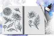 Chrysanthemum vector set, a Decorative Illustration by Molly art (Thumbnail 2 of 11)