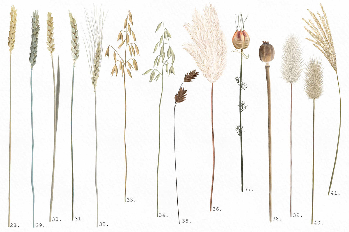 Big romantic dried flower set, a Texture Illustration by marie dricot (Photo 14 of 18)