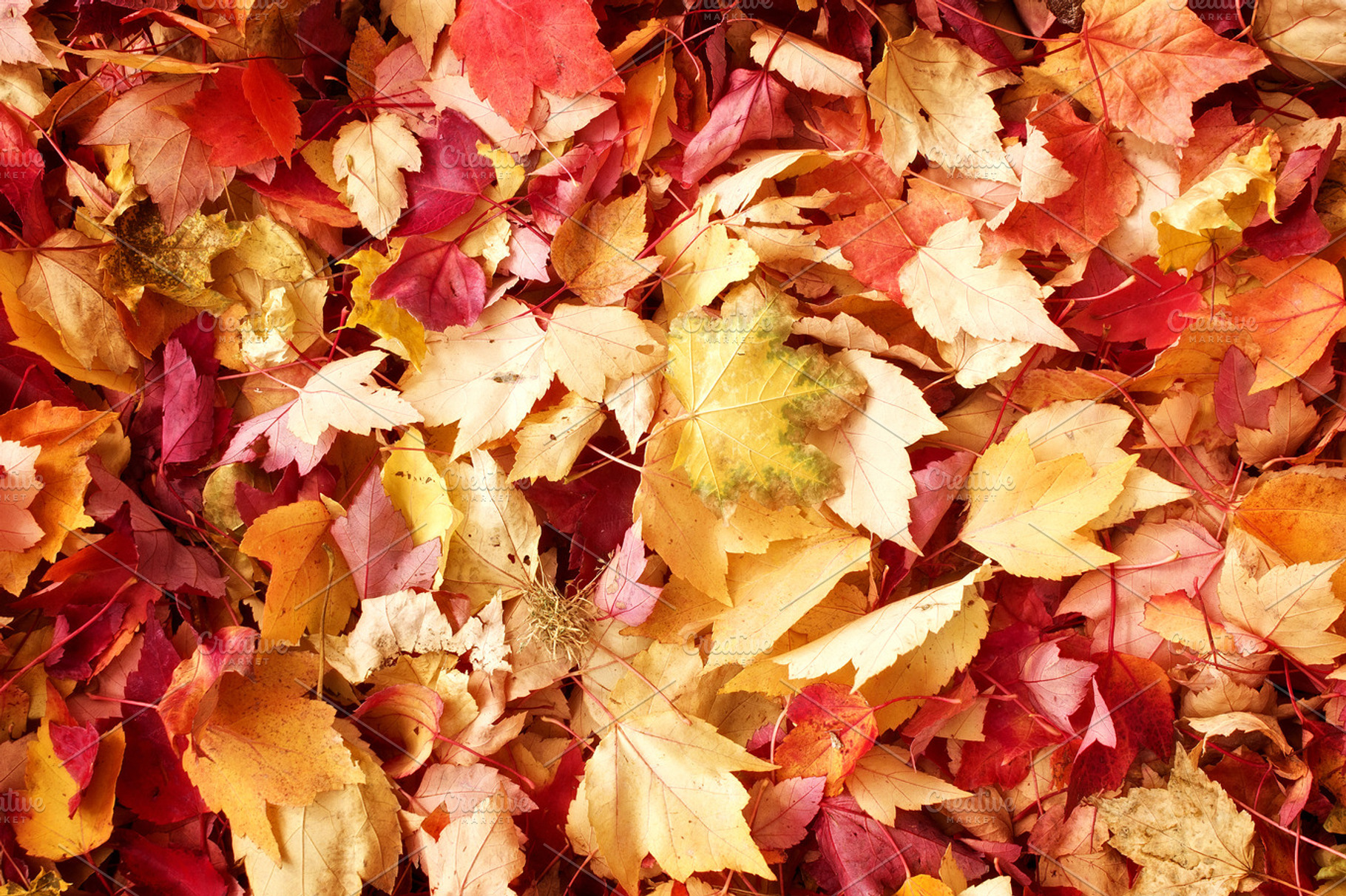 fall leaves background